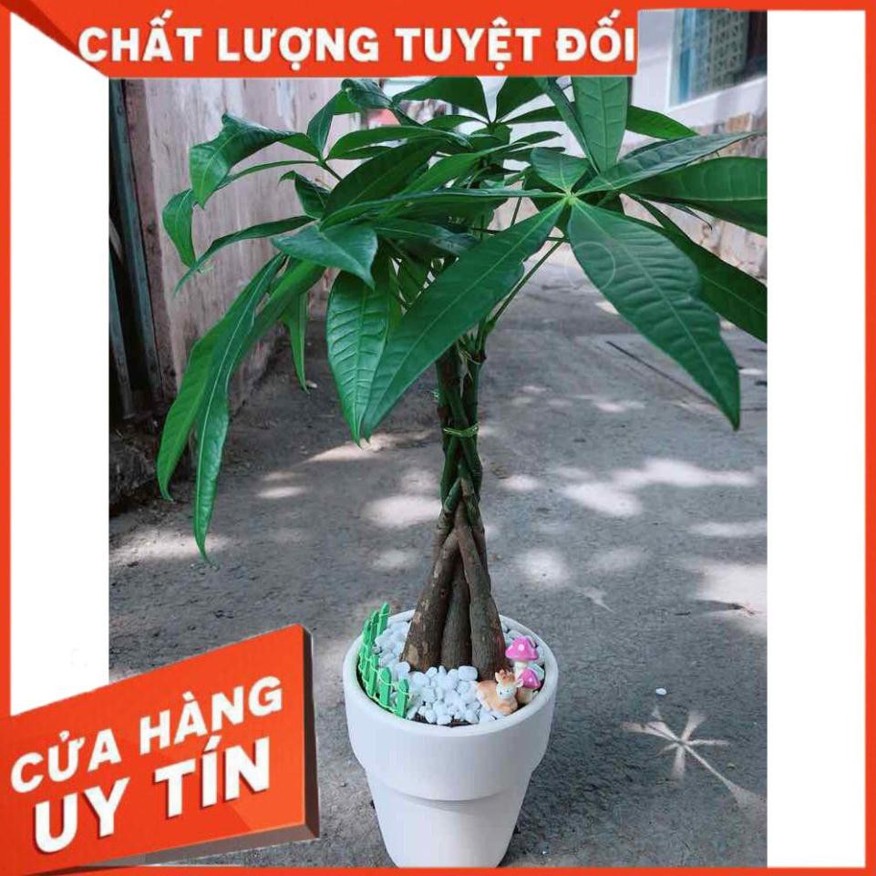 Chậu kim ngân thắt bím 5 thân  Nhiều Người Mua