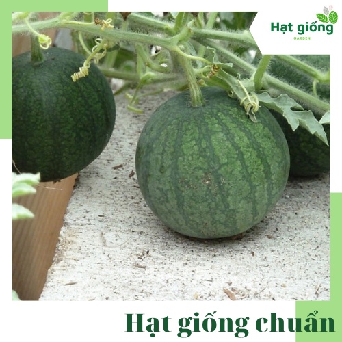 Hạt giống dưa hấu táo baby tròn ruột đỏ lai F1, dễ trồng, năng suất cao, nảy mầm tốt gói 10 hạt (Rạng Đông)