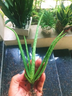 Cây giống lô hội(nha đam)