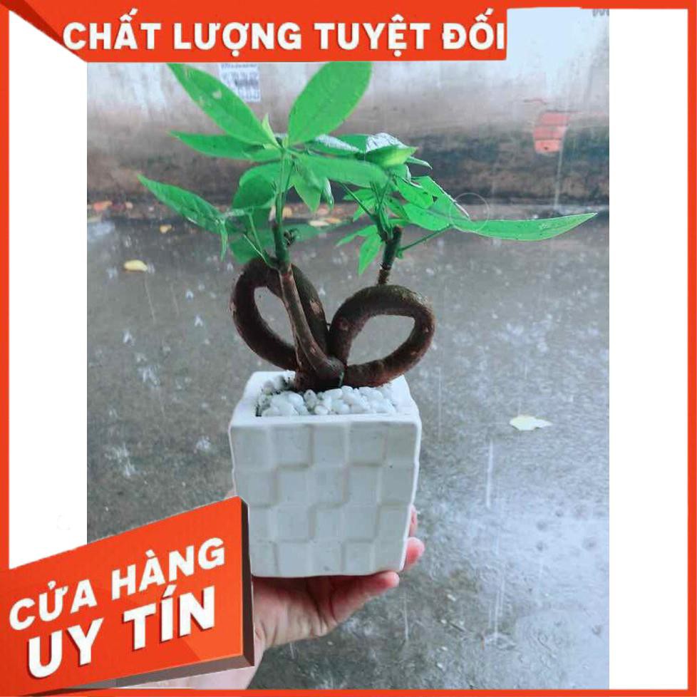 Chậu Kim Ngân Nơ Nhiều Người Mua