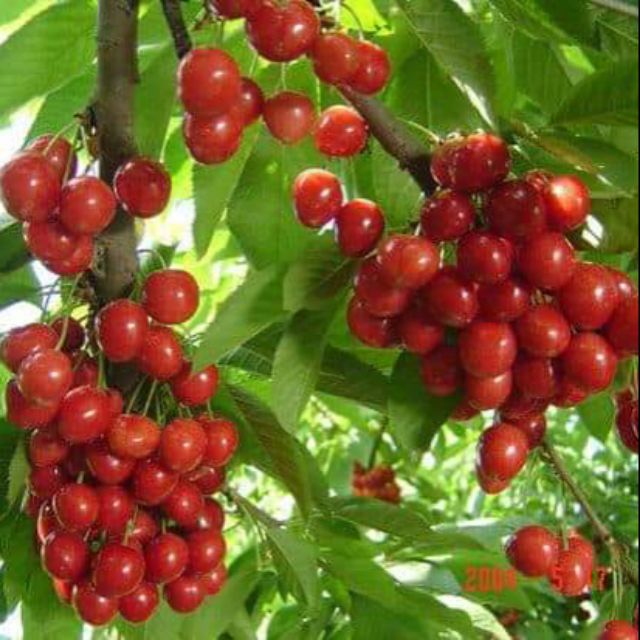 Cherry Anh Đào ( Cherry Mỹ)