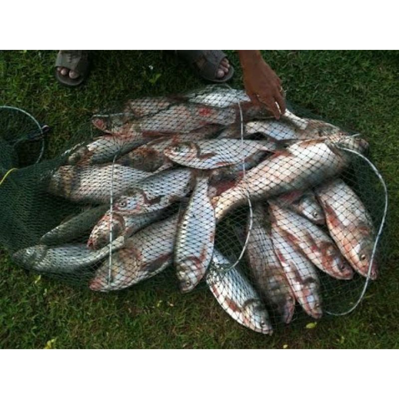 Mồi câu cá mè .vị dâu, Tỏi, sầu riêng,khoai lang, khoai tây