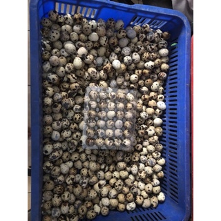 COMBO 60 Trứng Cút (GIAO QUẬN TÂN PHÚ - NHẬN LIỀN TRONG NGÀY)