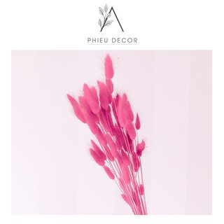 Cỏ đuôi thỏ 🌸 Hoa khô trang trí nhà cửa, phụ kiện chụp ảnh