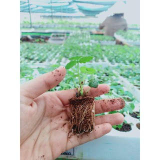 SET 6 CÂY GIỐNG DÂU TÂY MỸ ALBION