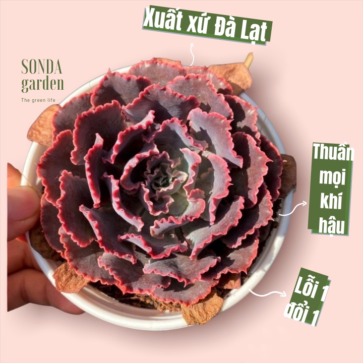 Sen đá bắp cải aurora purple SONDA GARDEN size trung bình 10-12cm, xuất xứ Đà Lạt, khoẻ đẹp, lỗi 1 đổi 1