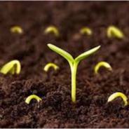 Phân Bón Hữu Cơ Sinh Học HUMIC HOA KỲ Ra Rễ Mạnh, Siêu Hạ Phèn, Cải Tạo Đất  Chuyên Tưới Nhỏ Giọt