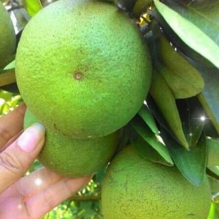 CAM XOÀN ĐỒNG THÁP