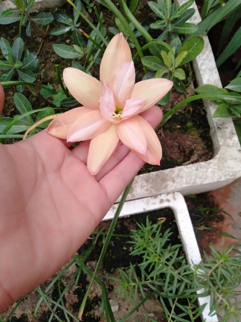 Củ huệ mưa kép vàng yanti chandra siêng hoa,dễ trồng