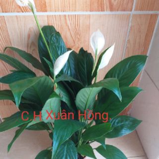 Chậu Cây lan ý