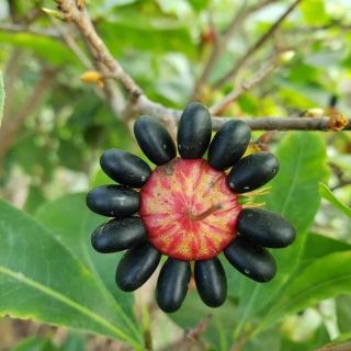 150 HẠT GIẢO THỦ ĐỨC