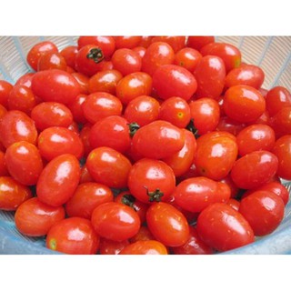 Hạt giống cà chua bi Phú Nông (PN130663) - 0.1g