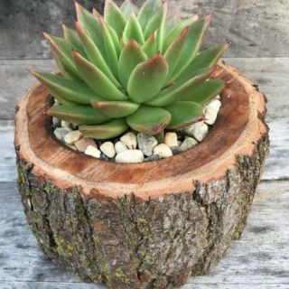 Chậu gỗ từ gốc cây decor vintage