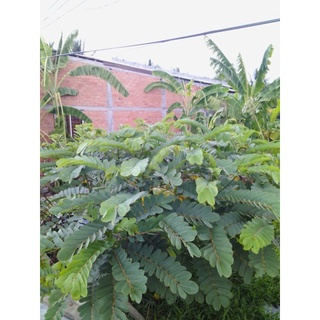 Muồng trâu [hạt giống] [lá tươi] [lá sấy khô] [thân]
