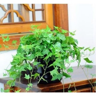Hạt Giống Dây Thường Xuân