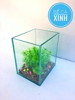 Bể cá mini siêu rẻ
