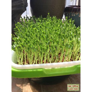 HẠT GIỐNG RAU MẦM ĐẬU HÀ LAN - Dễ Trồng, Ăn Ngon.