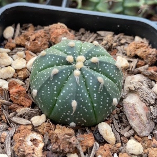 Xương rồng Aster size 3cm