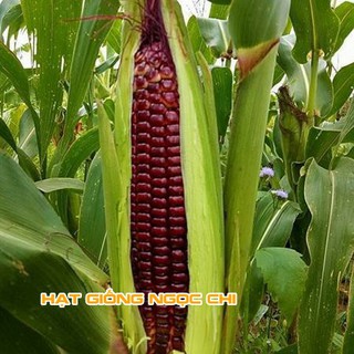 Hạt Giống Ngô Tím (Bắp Tím) - 20 Hạt