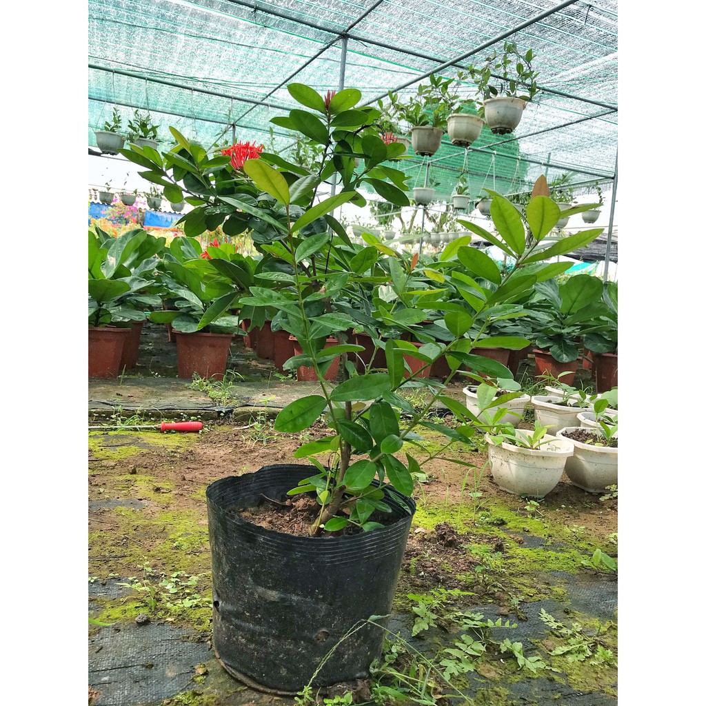 Cây mẫu đơn  cao 30-45cm, cây có sức sống tốt dễ chăm sóc hoa nở rực rỡ cây trang trí sân vườn, làm hàng rào, quán cafe