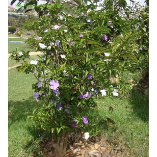NHÀI NHẬT dáng tre