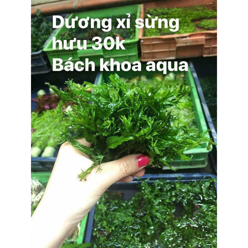 Cây Dương Xỉ sừng hươu