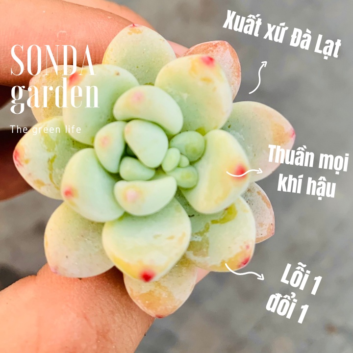 Sen đá sỏi thiên thanh SONDA GARDEN size mini 2.5-4cm, xuất xứ Đà Lạt, khoẻ đẹp, lỗi 1 đổi 1