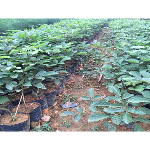 CÂY PHONG LINH VÀNG GIỐNG