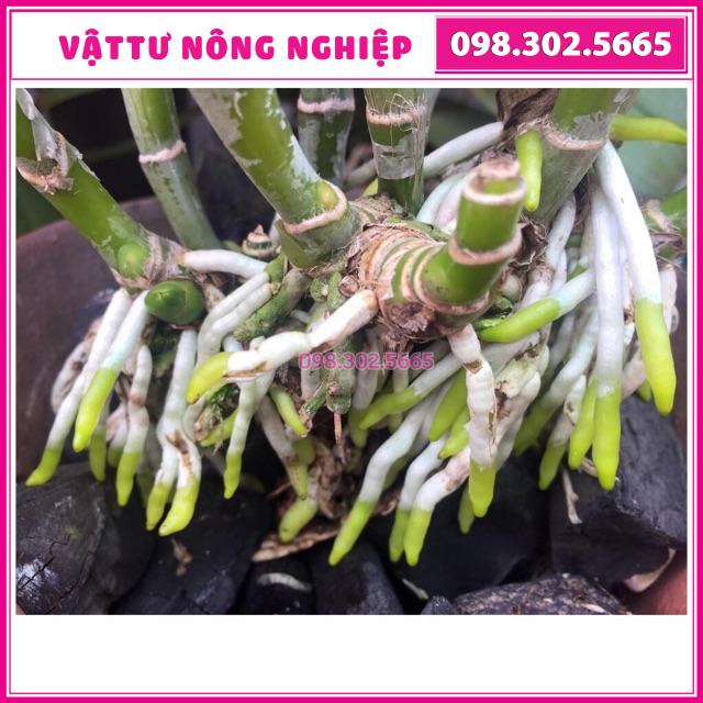 1 hộp (10 lọ) chế phẩm hùng nguyễn 6 trong 1 chuyên dùng cho hoa lam