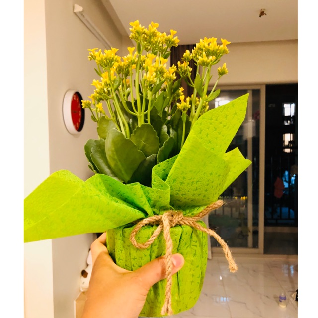 Ngọcshopping
