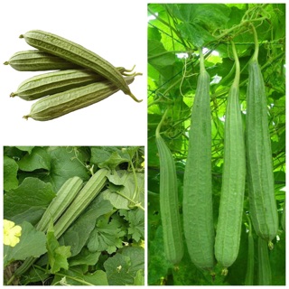 Hạt giống mướp khía cao sản. Trái thon dài, thịt dày, thơm ngon ngọt.