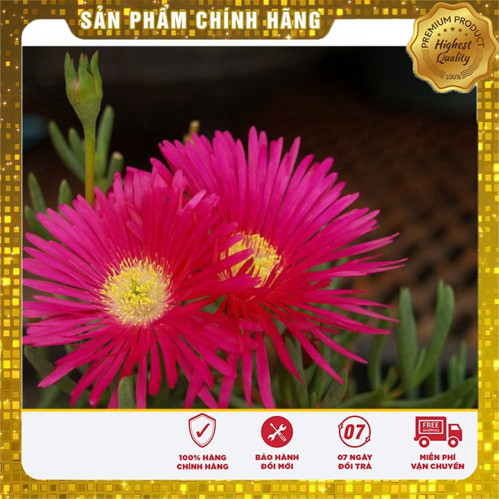 Hạt giống hoa mười giờ châu phi F1 LUCKY SEEDS - 30 hạt