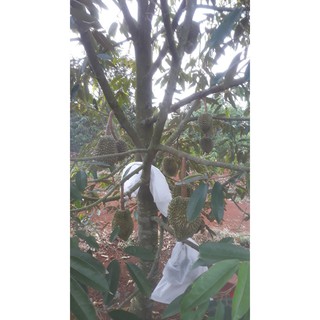 100 túi bọc mít kích thước 45×60