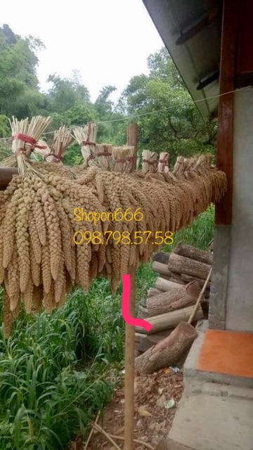 kê nếp vàng 1kg loại 1 bao dẻo