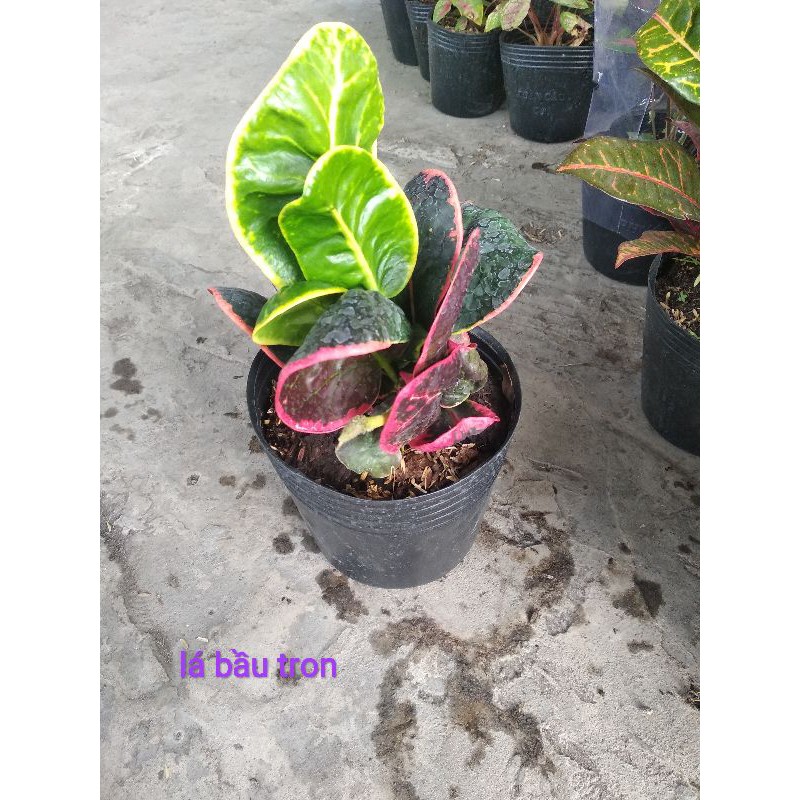 Croton thái cây lá màu