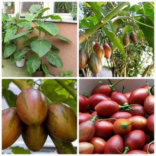 Hạt giống cà chua thân gỗ tamarillo 10 hạt (TẶNG gói kích thích hỗ trợ hạt nảy mầm)