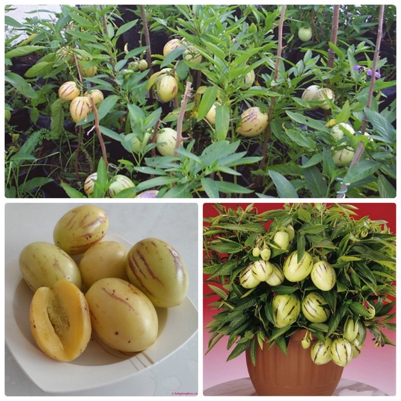 Hạt Giống Dưa Pepino Siêu Quả, Siêu Ngọt F1
