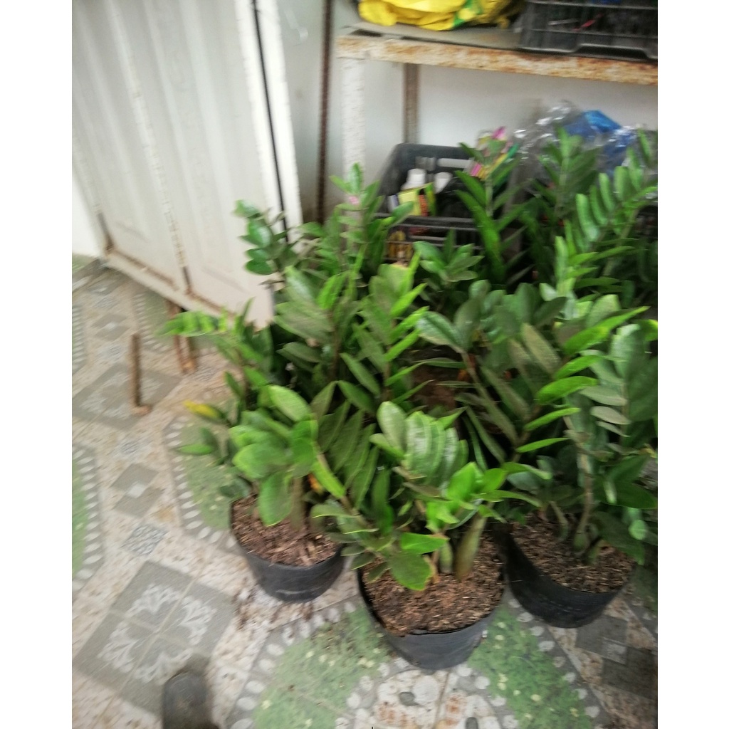 Cây Kim Tiền - Kim Phát Tài