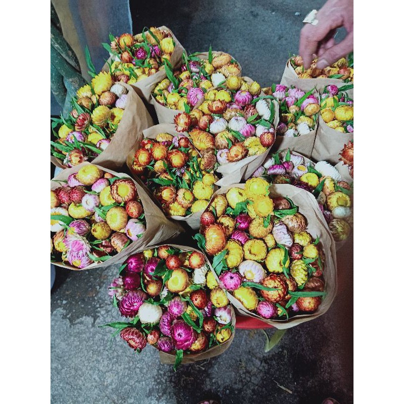 Hoa cúc bất tử tươi Đà Lạt (nguyên đoá)