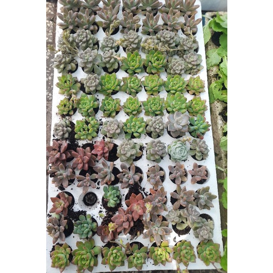 Combo 10 sen đá size vỉ mix loại cho người mới tập chơi, giao từ tp HCM