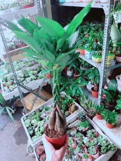 Chậu Kim Ngân 5 Thân