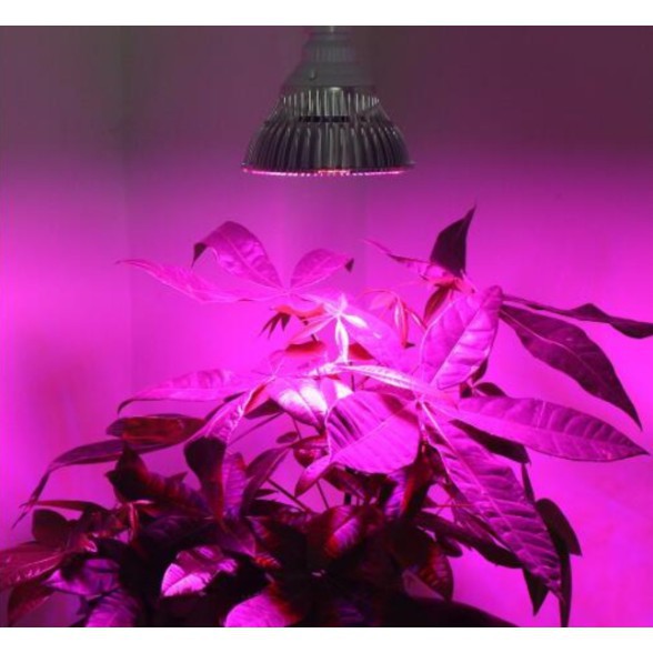 (Sản phẩm hot) Led trồng cây 30w
