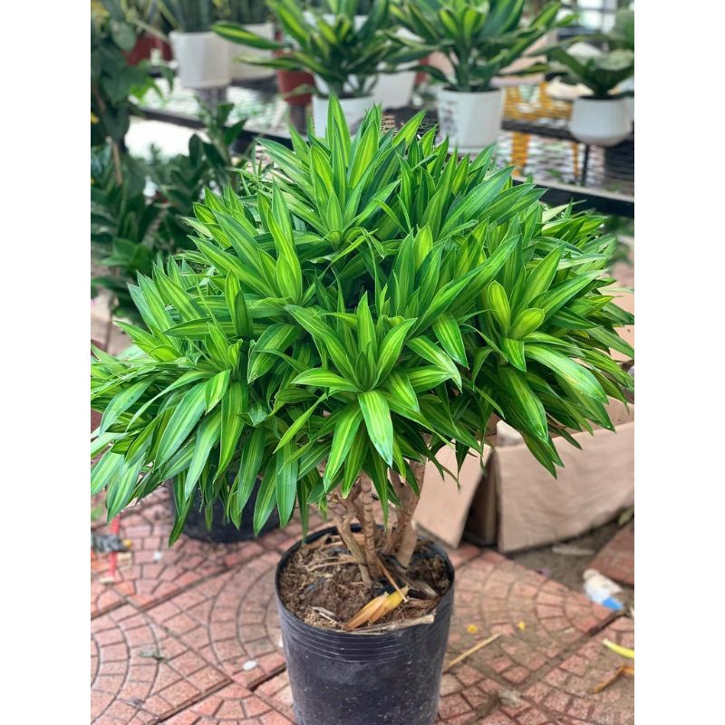 PHÁT TÀI BÚP SEN SỌC VÀNG