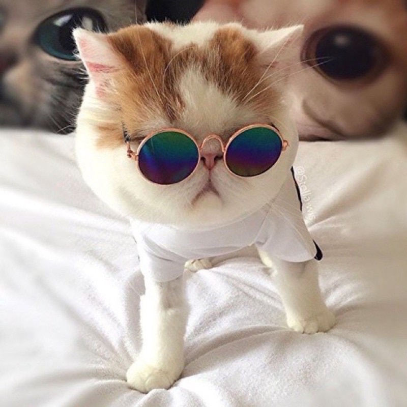 [ĐƠN HÀNG TRÊN 150K TẶNG HẠT, GĂNG TAY TẮM, VÒNG CỔ ] Phụ kiện kính đeo thời trang cho chó mèo