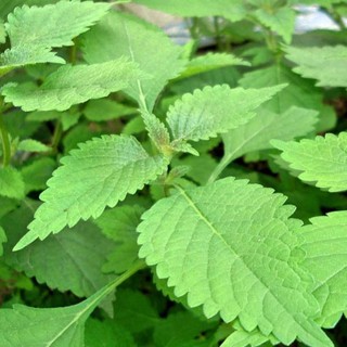 HẠT RAU KINH GIỚI - GÓI 1 GRAM