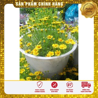 HẠT GIỐNG HOA CÚC SAO BĂNG (TARGETES ) 100 HẠT