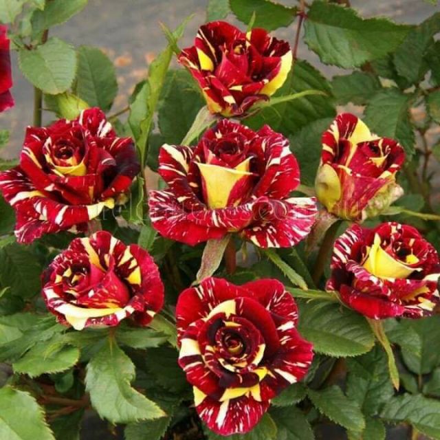 Cây hoa hồng cổ