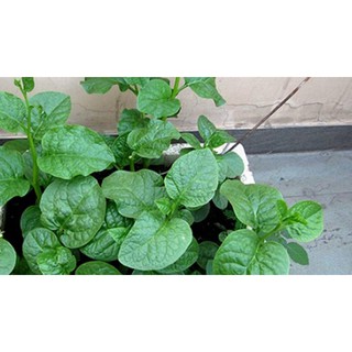 Gói 20gr hạt giống Mồng Tơi cao sản