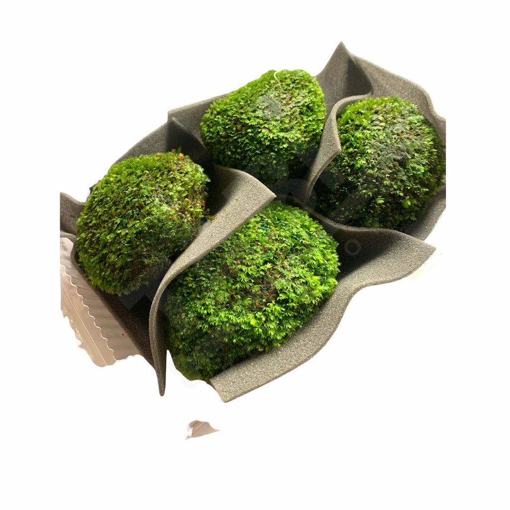 Rêu Minifiss, Mini Taiwan, Trân Châu Lá Nước Trãi Nền Trang Trí Hồ Cá Thủy Sinh [RÊU MINIFIS]