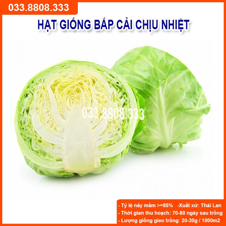 Hạt Giống Bắp Cải Chịu Nhiệt   -gói 5g